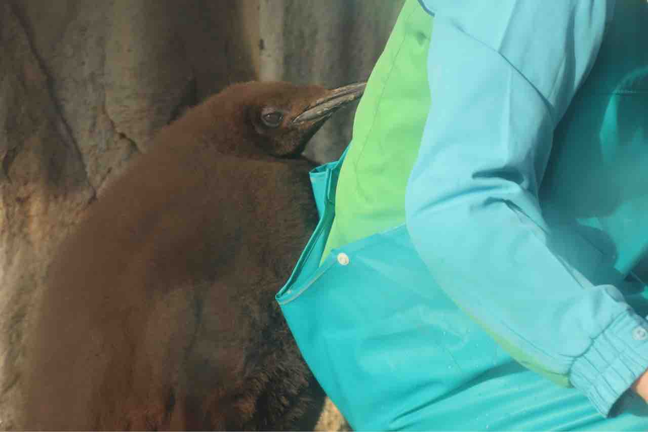 飼育員さんの後を追うオウサマペンギンの雛 ぱーぷるの寝床 飼育員さんの後を追うオウサマペンギンの雛 ぱーぷるの寝床