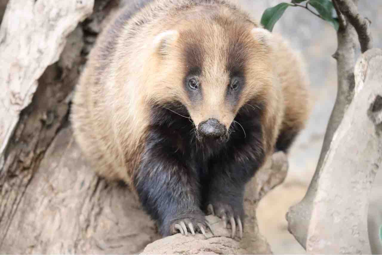 アナグマのお話 ぱーぷるの日々自由研究