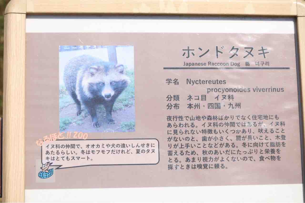 ふるさとの動物たち 東武の日本産動物舎 08 ホンドタヌキ ぱーぷるのブログ Everything ふるさとの動物たち 東武の日本産動物舎 08 ホンドタヌキ ぱーぷるのブログ Everything