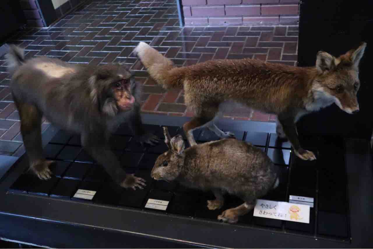 自然の博物館学芸員さんから聞いた秩父のキツネ、タヌキ、テン、シカの