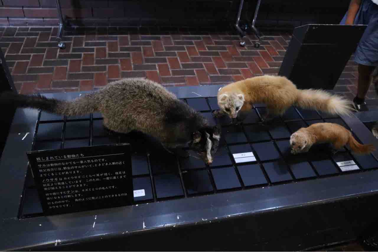 自然の博物館学芸員さんから聞いた秩父のキツネ、タヌキ、テン、シカの