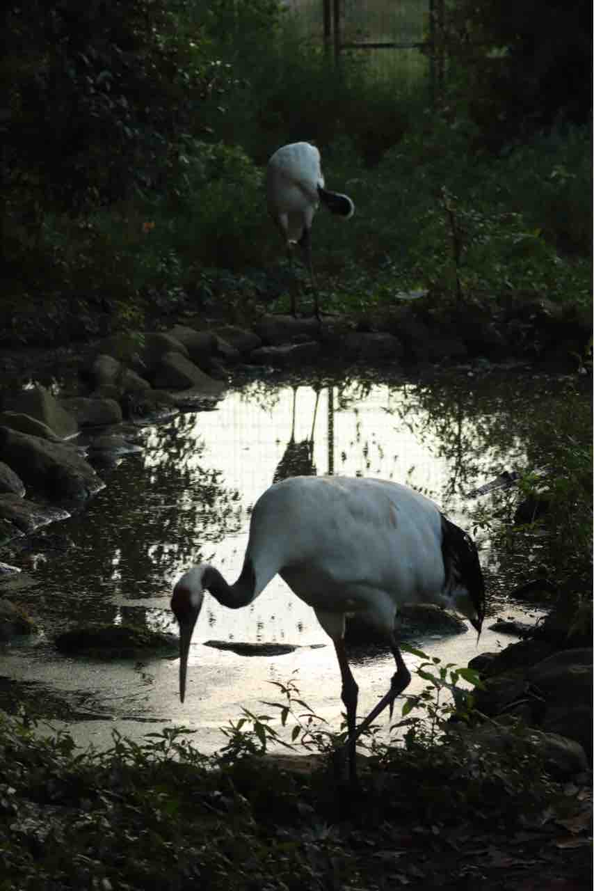 ふるさとの動物たち 東武の日本産動物舎 10 年8月の日本産動物舎 ぱーぷるのブログ Everything ふるさとの動物たち 東武の日本産動物舎 10 年8月の日本産動物舎 ぱーぷるのブログ Everything