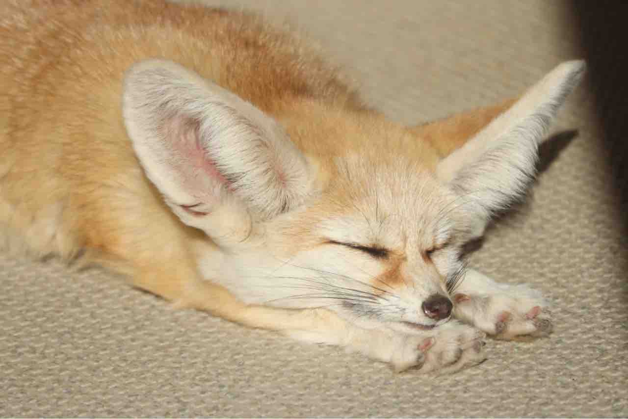 砂漠にいる耳の長いキツネ ぱーぷるのブログ Everything 砂漠にいる耳の長いキツネ ぱーぷるのブログ Everything