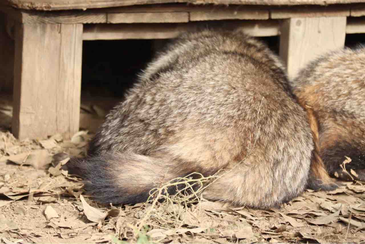 ふるさとの動物たち 東武の日本産動物舎 46 年12月06日のホンドタヌキ ぱーぷるのブログ Everything