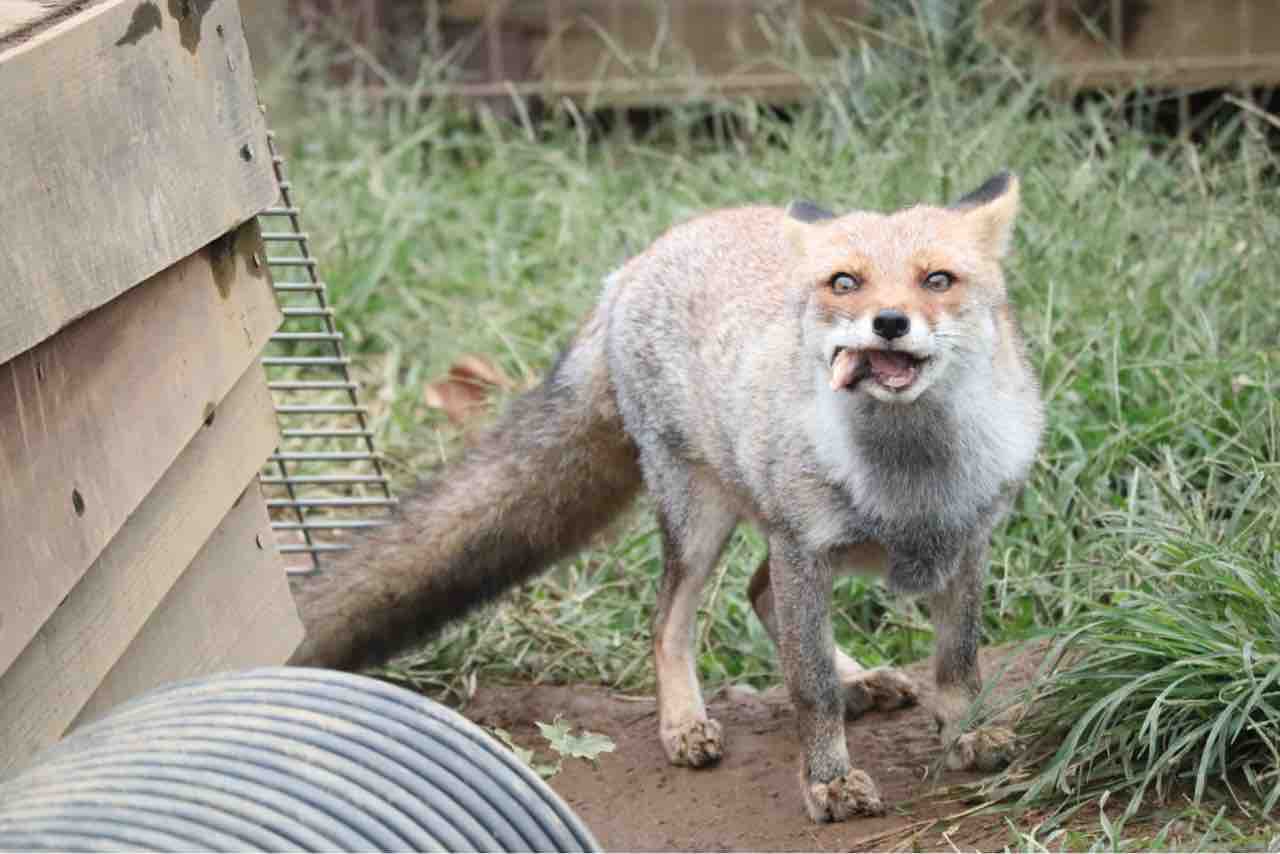 東武狐狸通信 第18回 狐狸達が食べている物 ぱーぷるの寝床 東武狐狸通信 第18回 狐狸達が食べている物 ぱーぷるの寝床