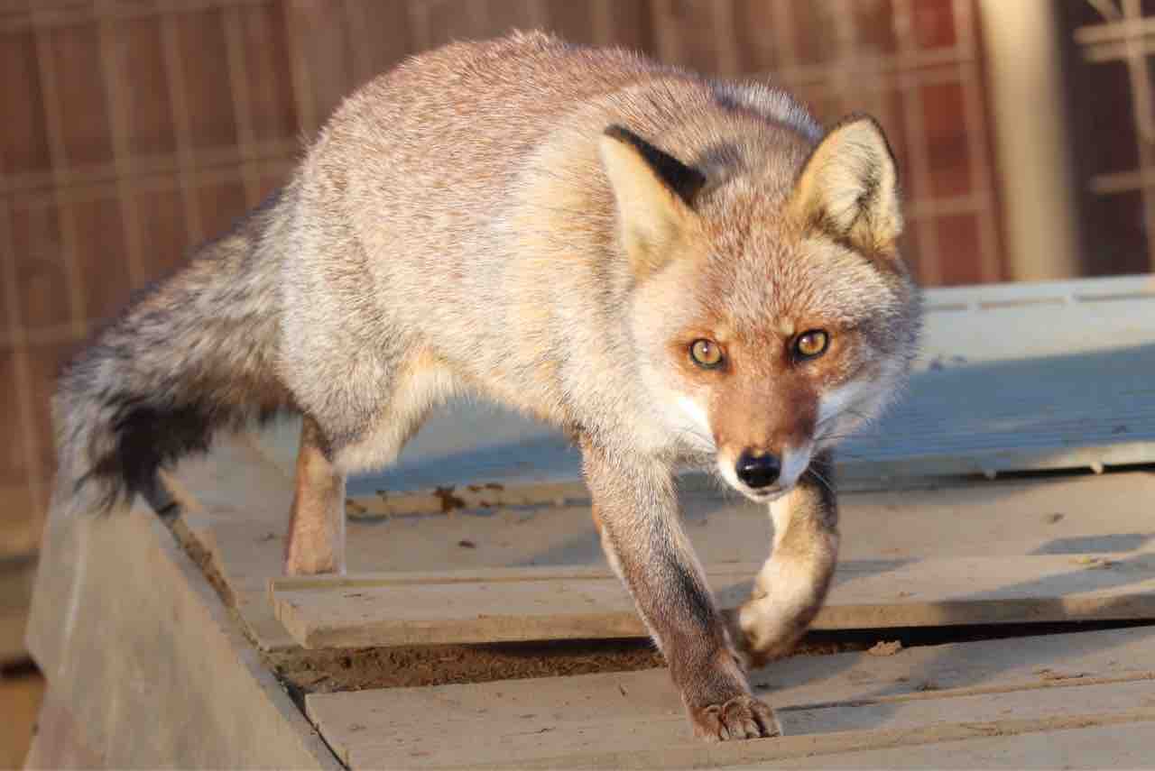 ふるさとの動物たち 東武の日本産動物舎 07 ホンドギツネ ぱーぷるの日々自由研究