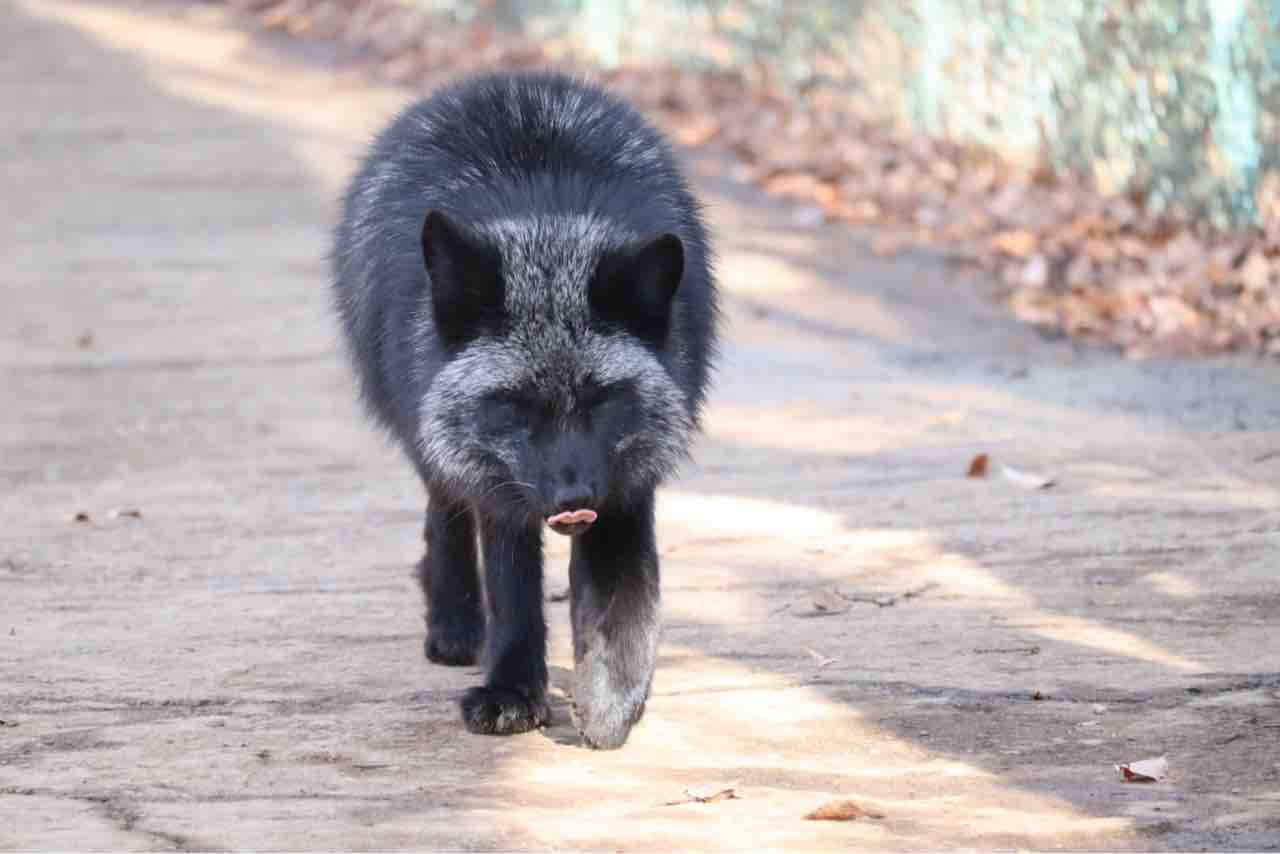 狩人歩き ぱーぷるのブログ Everything