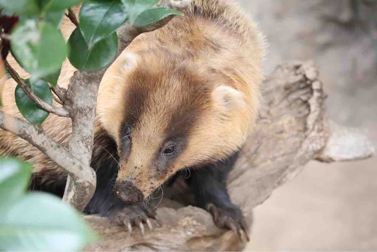 アナグマのお話 ぱーぷるの日々自由研究