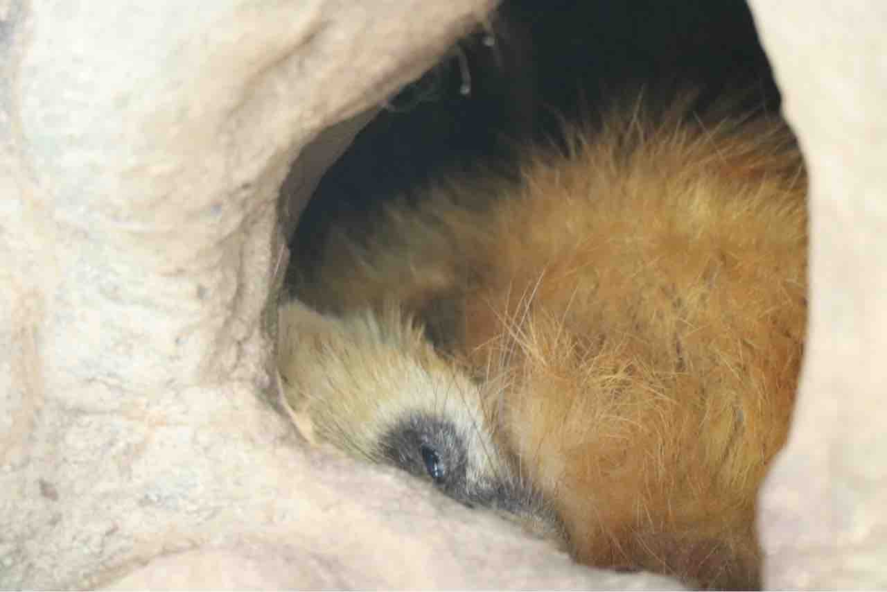 ふるさとの動物たち 東武の日本産動物舎 81 5月1日 9日のホンドテン ぱーぷるのブログ Everything ふるさとの動物たち 東武の日本産動物舎 81 5月1日 9日のホンドテン ぱーぷるのブログ Everything