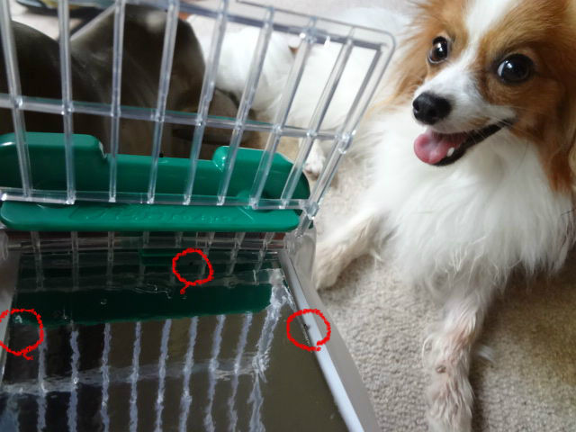 ノミとりホイホイの効果検証 追記で水盤トラップ パピヨン備忘録 14年から関節炎闘病記 16年虹の橋へ 飼い主ペットロス脱出中 ノミとりホイホイの効果検証 追記で水盤トラップ パピヨン備忘録 14年から関節炎闘病記 16年虹の橋へ 飼い主ペットロス脱出中