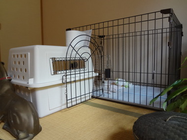 パピヨン備忘録 14年から関節炎闘病記 16年虹の橋へ 飼い主ペットロス脱出中 13 05 19 パピヨン備忘録 14年から関節炎闘病記 16年虹の橋へ 飼い主ペットロス脱出中 13 05 19