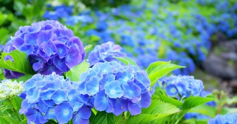 【rain_top】-1200x630