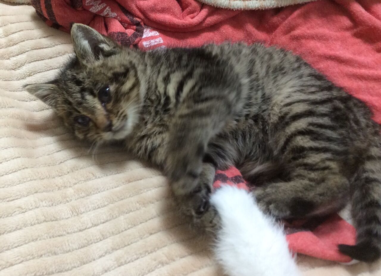 イメージ 6