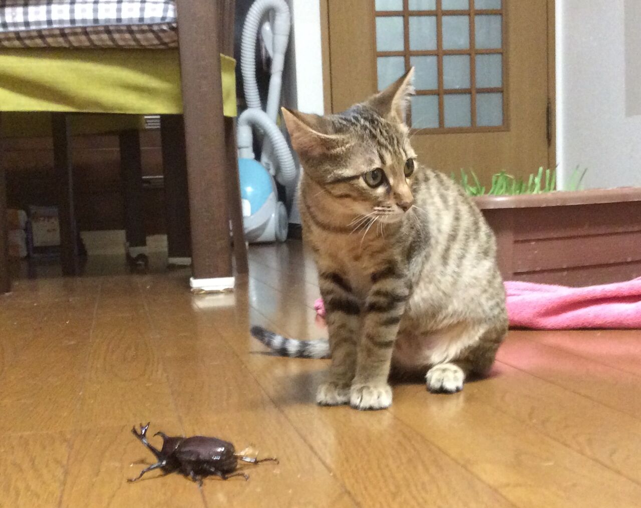 イメージ 2