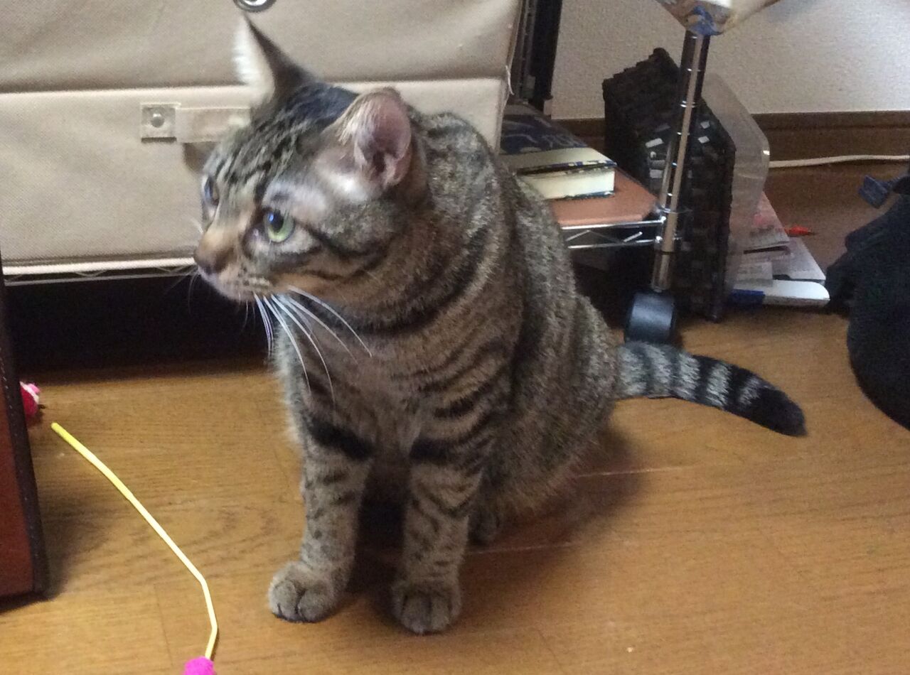 イメージ 5