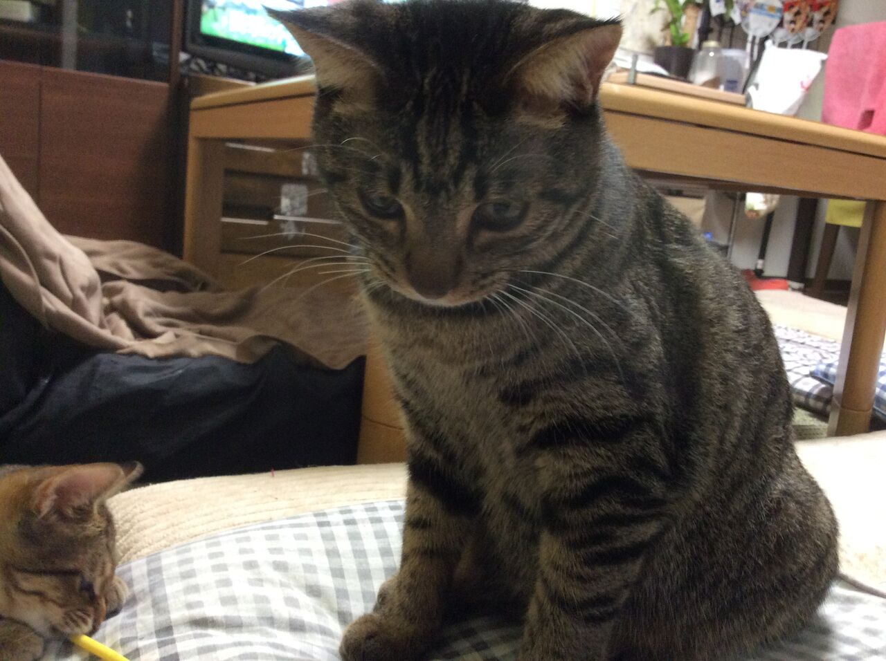 イメージ 6