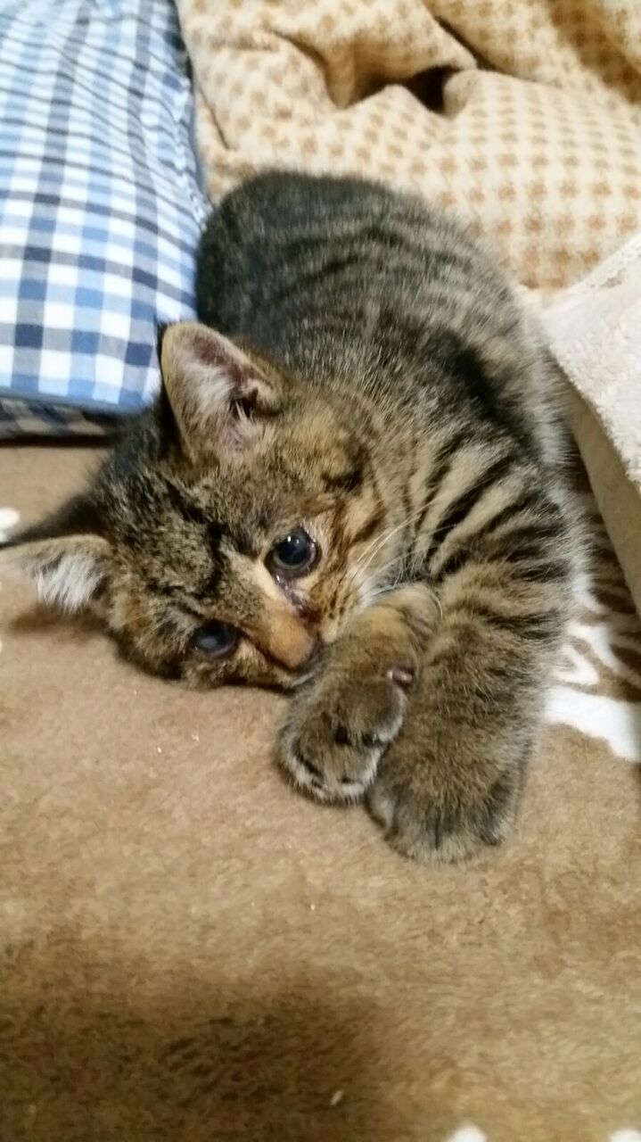 イメージ 6