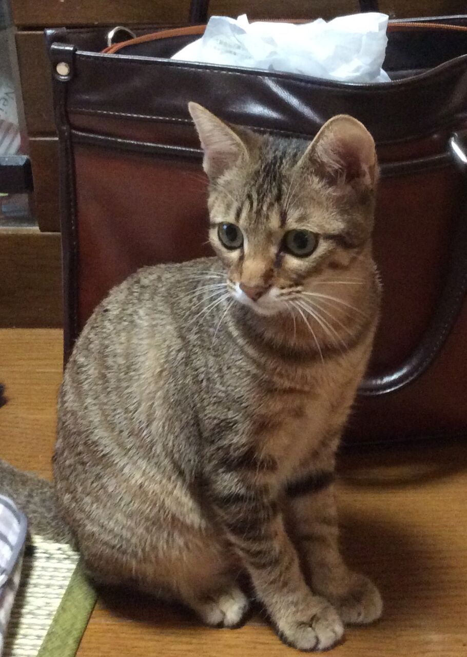 イメージ 7