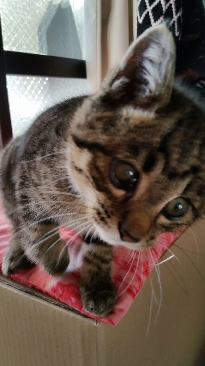 イメージ 5