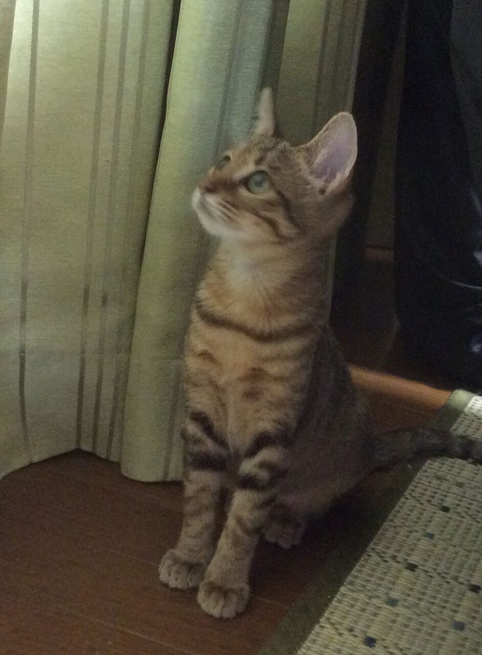 イメージ 2