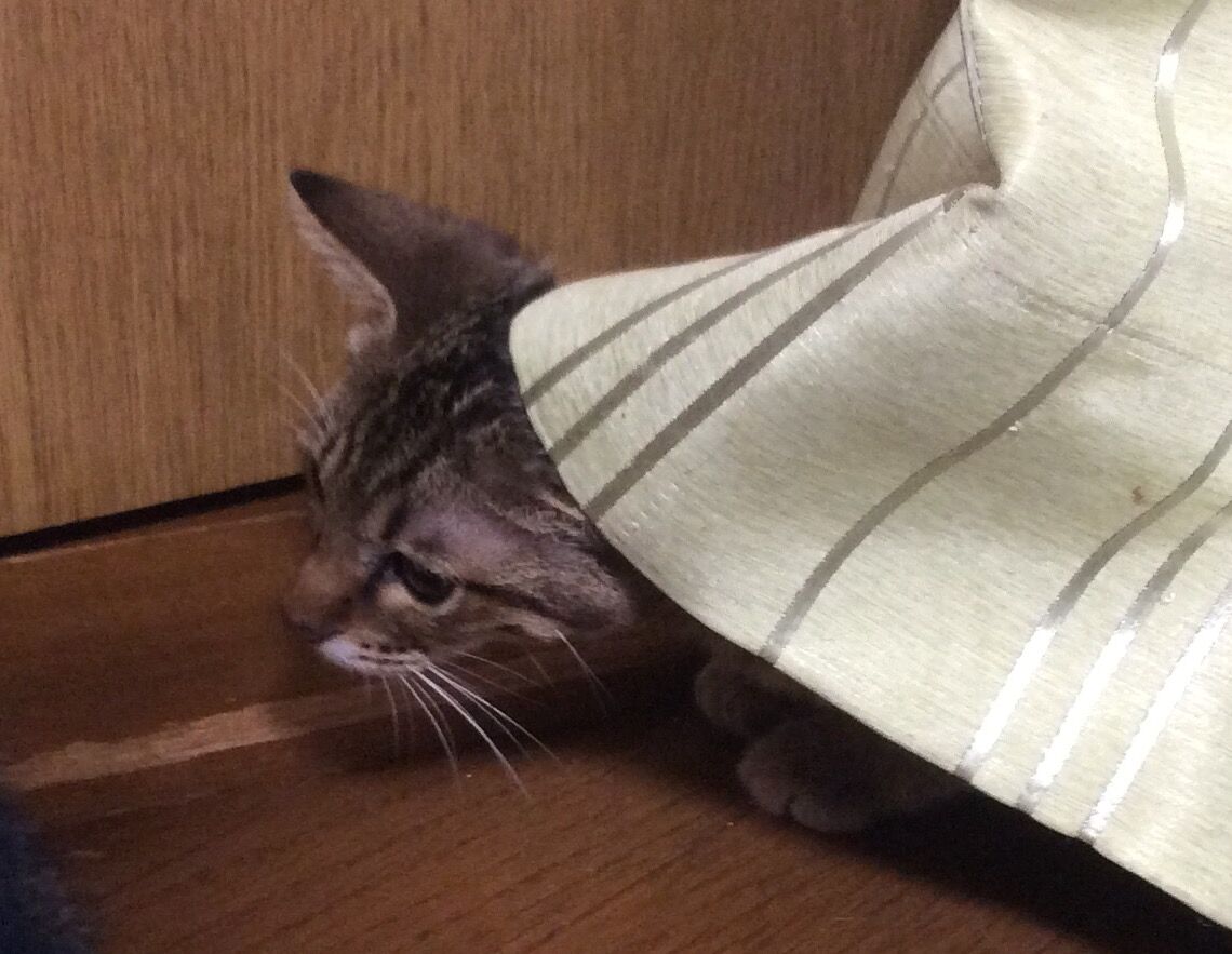 イメージ 8