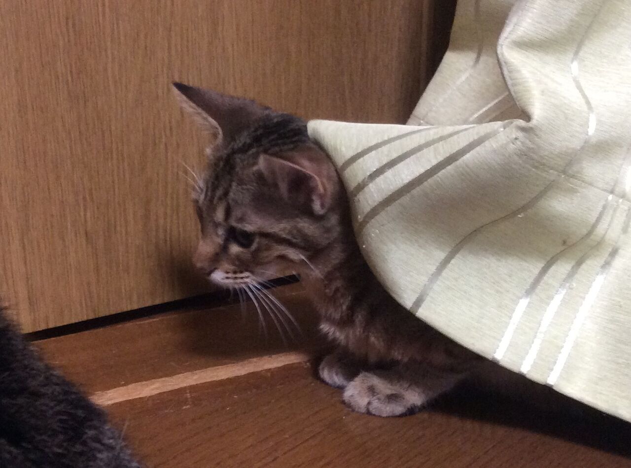 イメージ 9
