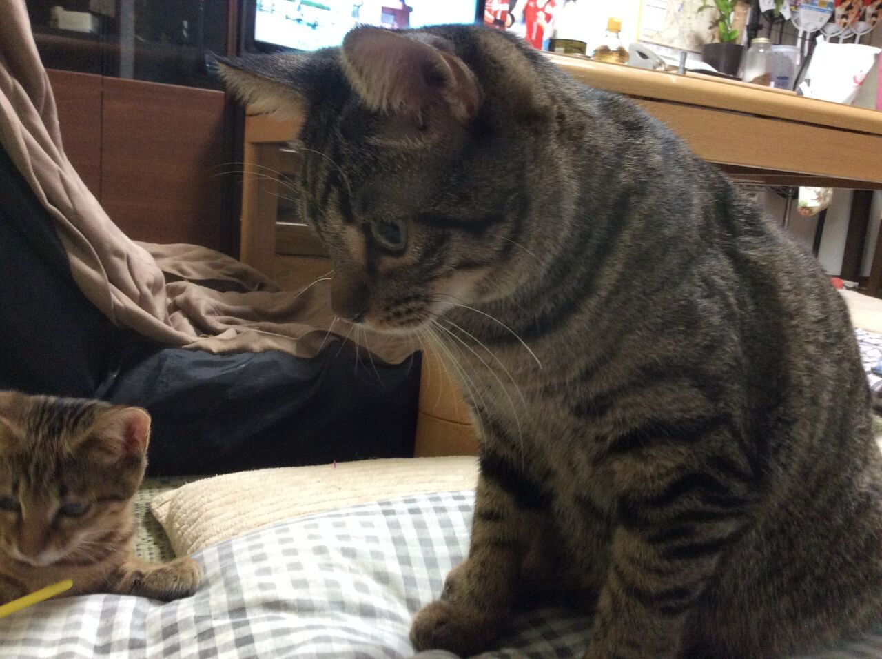 イメージ 7