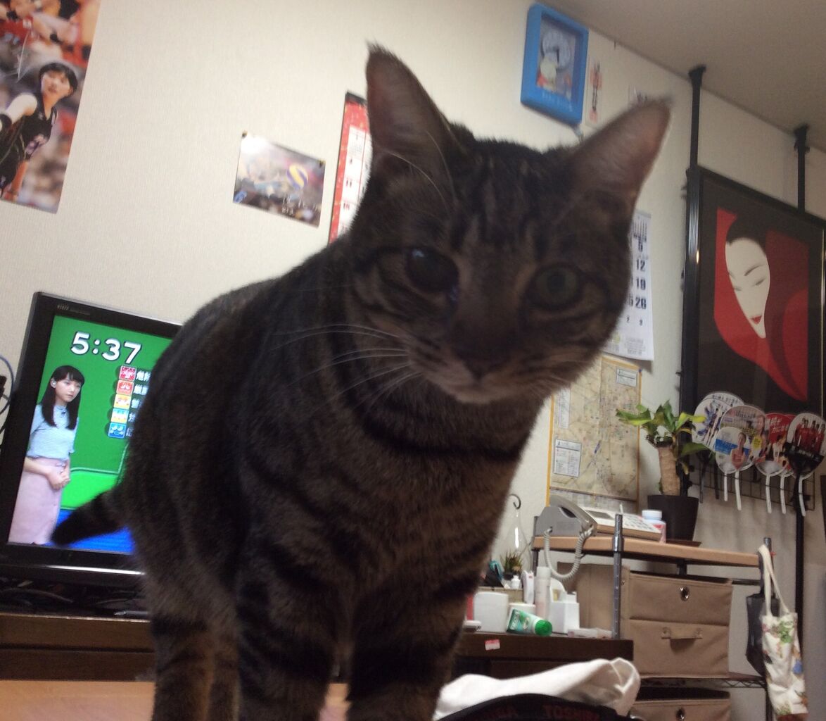 イメージ 5