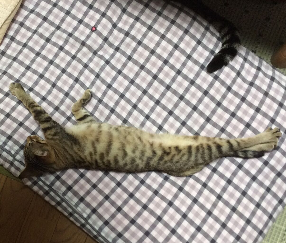 イメージ 2