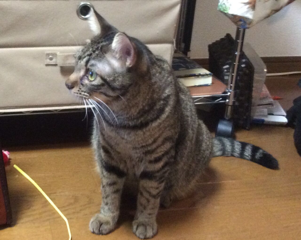 イメージ 6