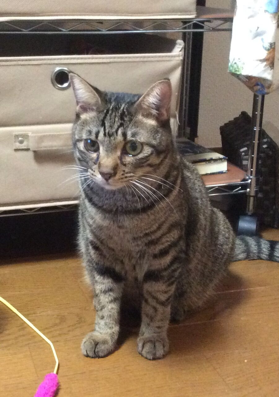 イメージ 8