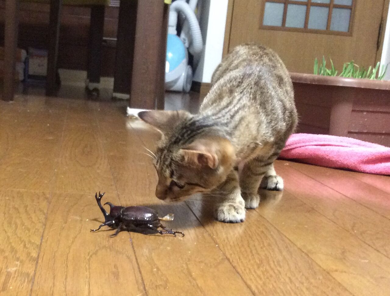 イメージ 3