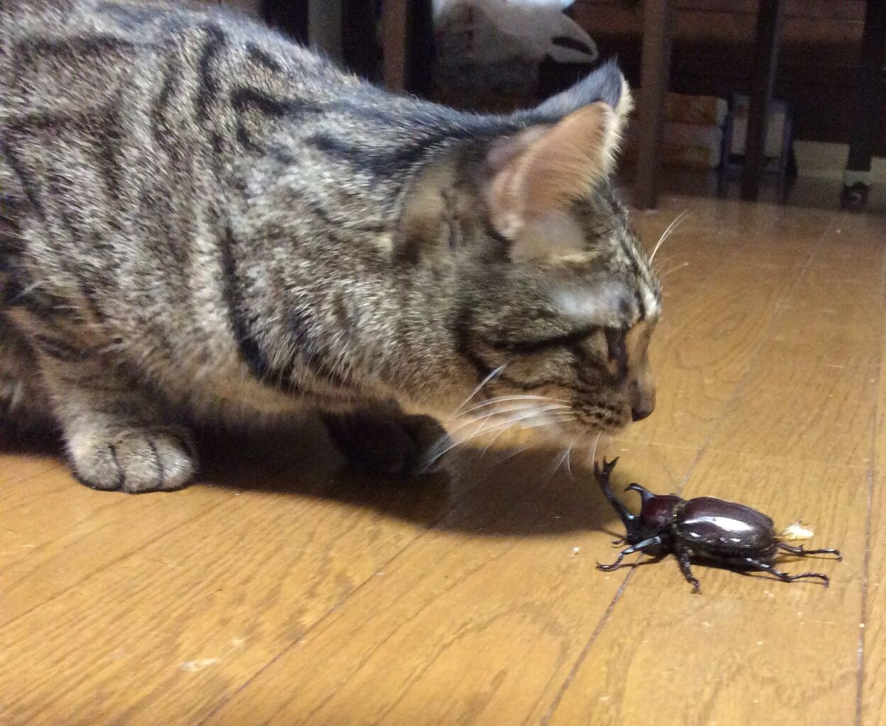 イメージ 6