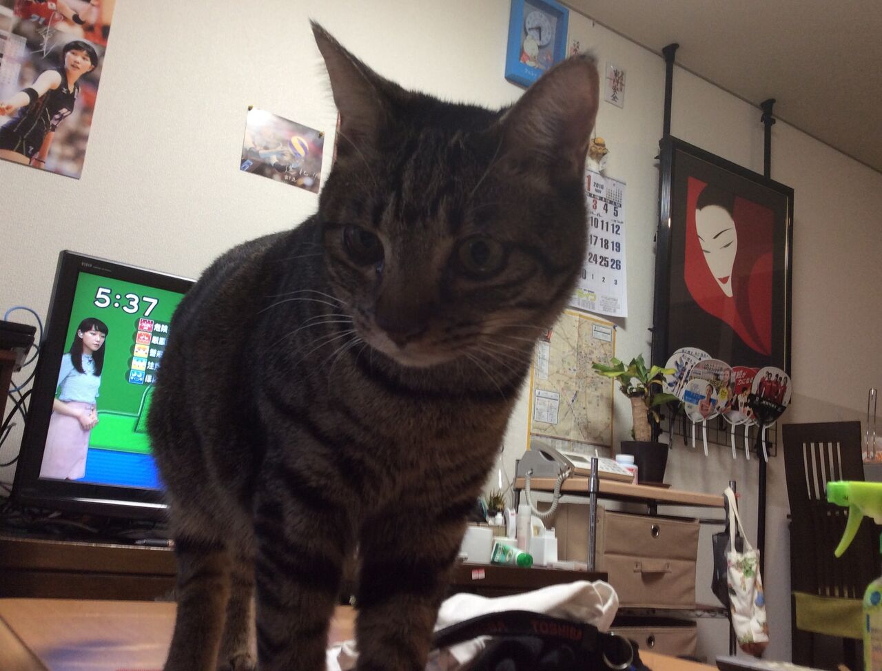 イメージ 7