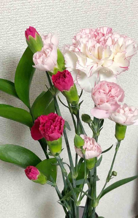 カーネーション