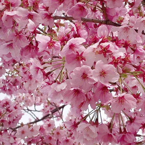 桜