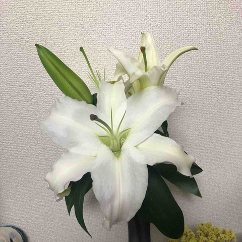 オリエンタルリリー