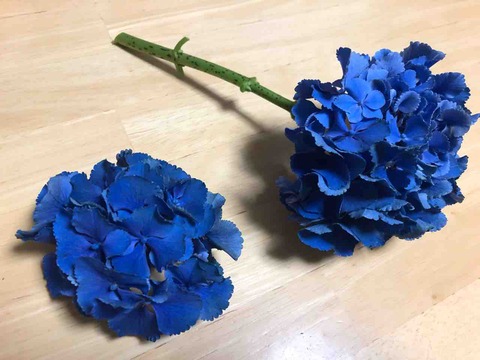 紫陽花