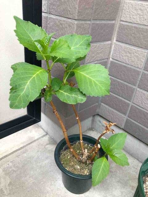 紫陽花