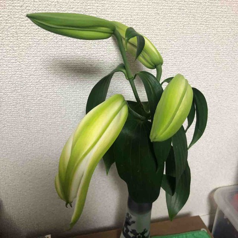 オリエンタルリリー_水切れ