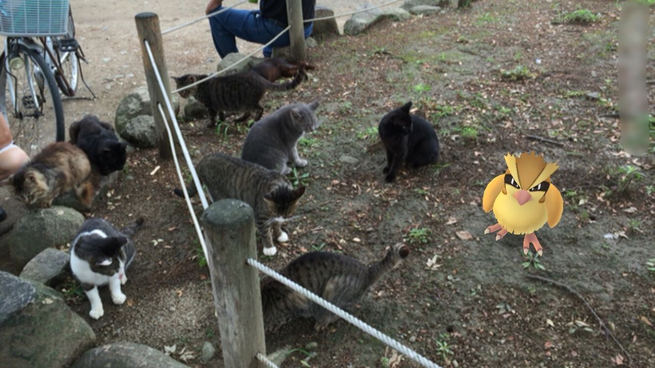 猫ポケモンとリアル猫 パチプロ琉涙とブリショの小梅 猫ポケモンとリアル猫 パチプロ琉涙とブリショの小梅