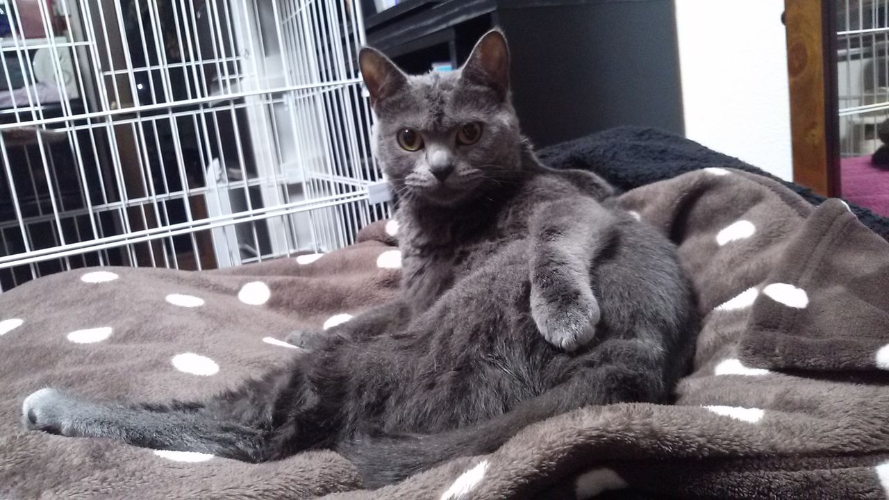 猫3種混合ﾜｸﾁﾝ : u2020パチプロ琉涙とブリショの小梅u2020