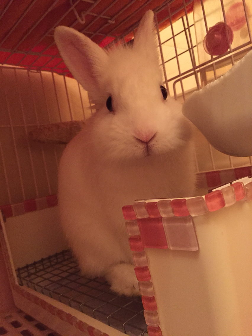 うさぎのトイレの齧り防止diyしてみた おすすめよ 月からやって来たルナくんと兎いっぱい夢いっぱい