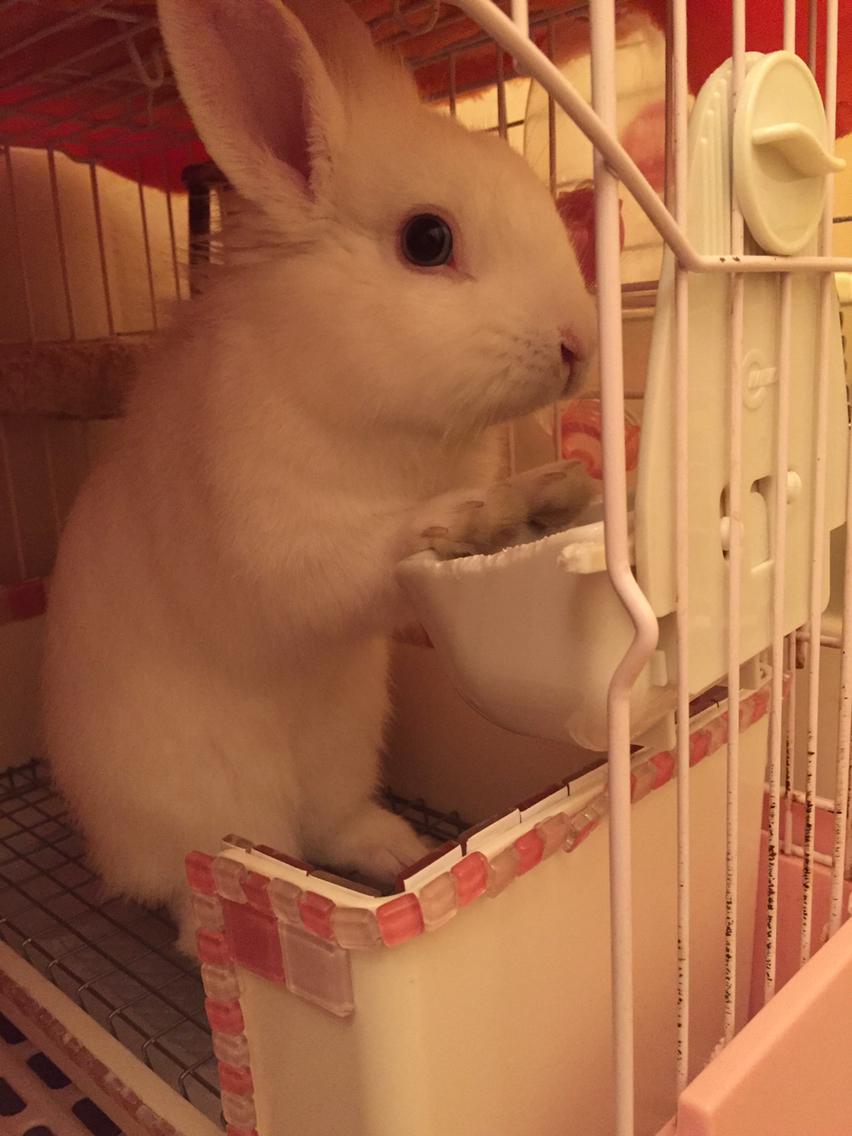うさぎのトイレの齧り防止diyしてみた おすすめよ 月からやって来たルナくんと兎いっぱい夢いっぱい うさぎのトイレの齧り防止diyしてみた おすすめよ 月からやって来たルナくんと兎いっぱい夢いっぱい