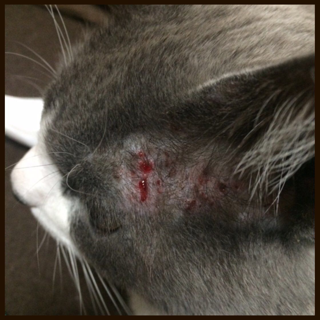 アトピカ(シクロスポリン) : ハチワレびびり猫との生活