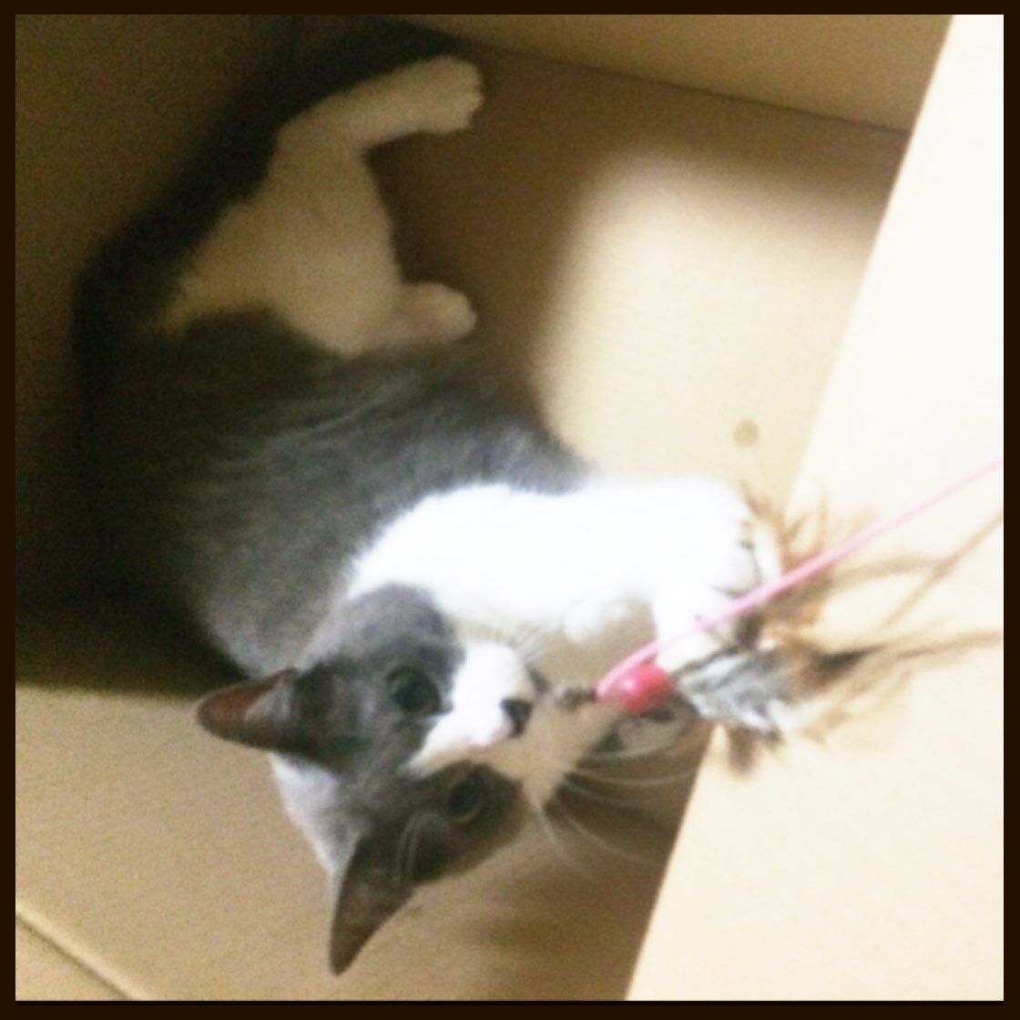 アトピカ(シクロスポリン) : ハチワレびびり猫との生活