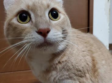 お口についてる