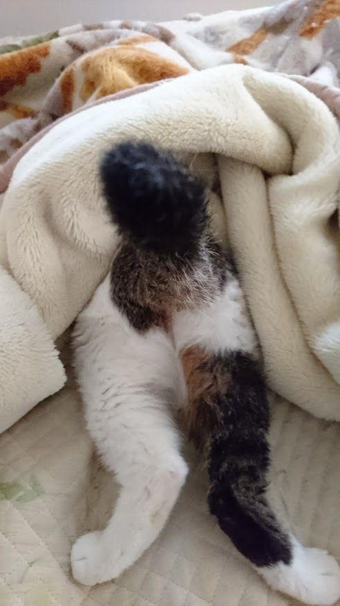 本に学ぶ しぐさでわかるネコの気持ち 前足で顔を隠して寝る意味 我が家の猫にゃんず 本に学ぶ しぐさでわかるネコの気持ち 前足で顔を隠して寝る意味 我が家の猫にゃんず