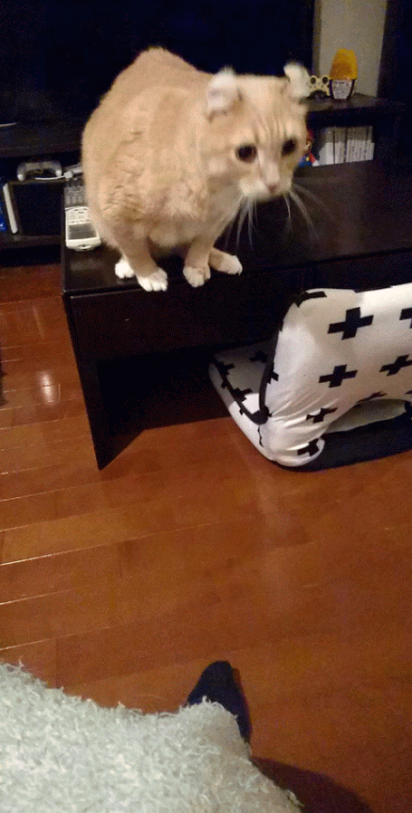 こーちゃんホイホイ 我が家の猫にゃんず こーちゃんホイホイ 我が家の猫にゃんず