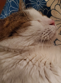 お腹撫でられるの好きですか 我が家の猫にゃんず お腹撫でられるの好きですか 我が家の猫にゃんず